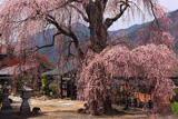 昌福寺のシダレザクラの大樹