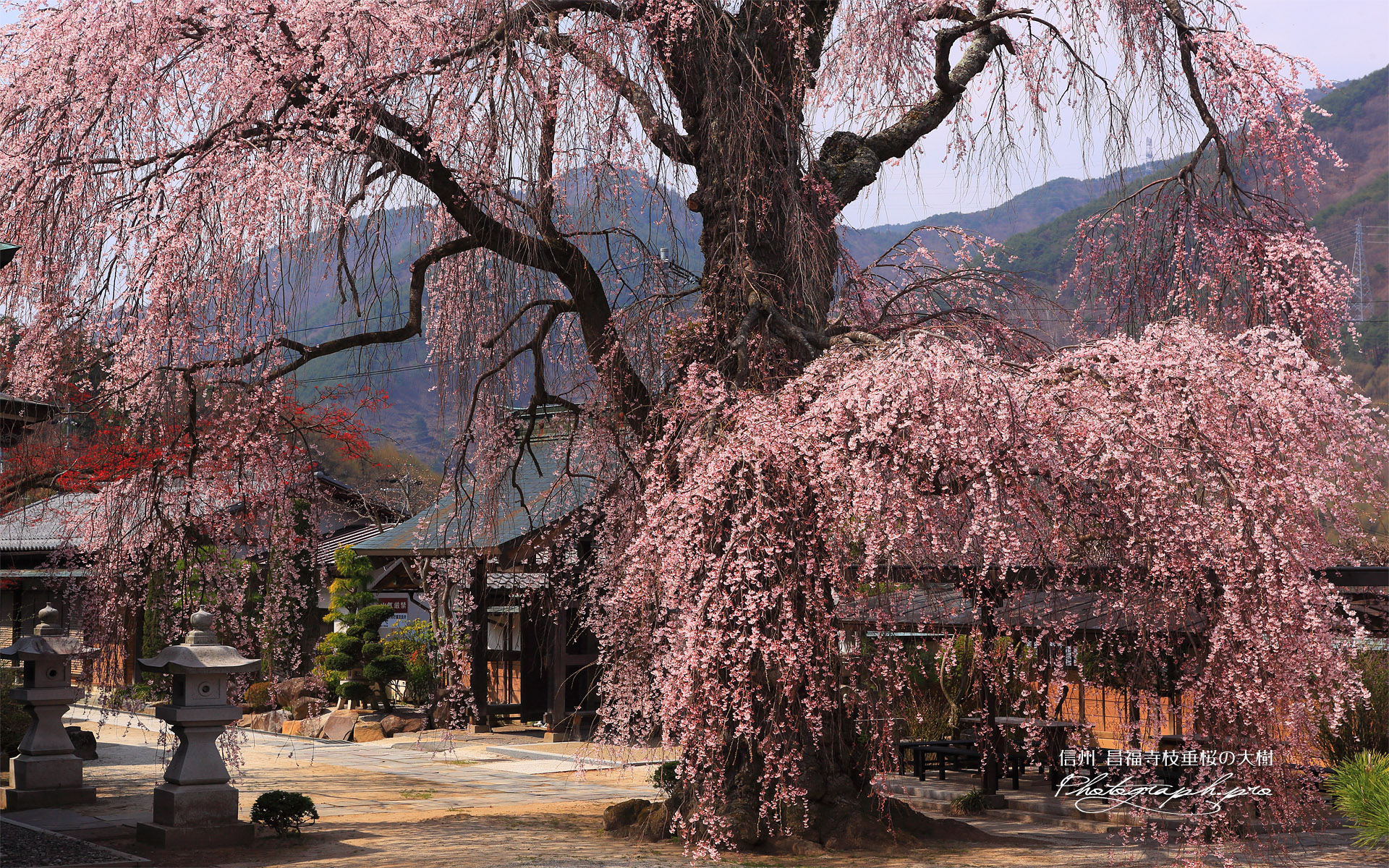 昌福寺のシダレザクラの大樹
