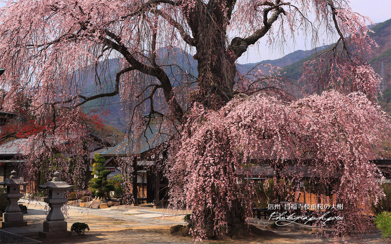 昌福寺のシダレザクラの大樹 壁紙