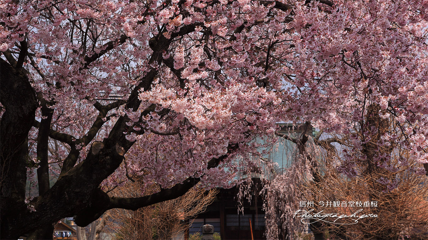 今井観音堂枝垂桜 壁紙