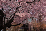 今井観音堂枝垂桜