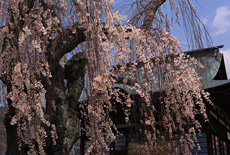 今井観音堂枝垂桜