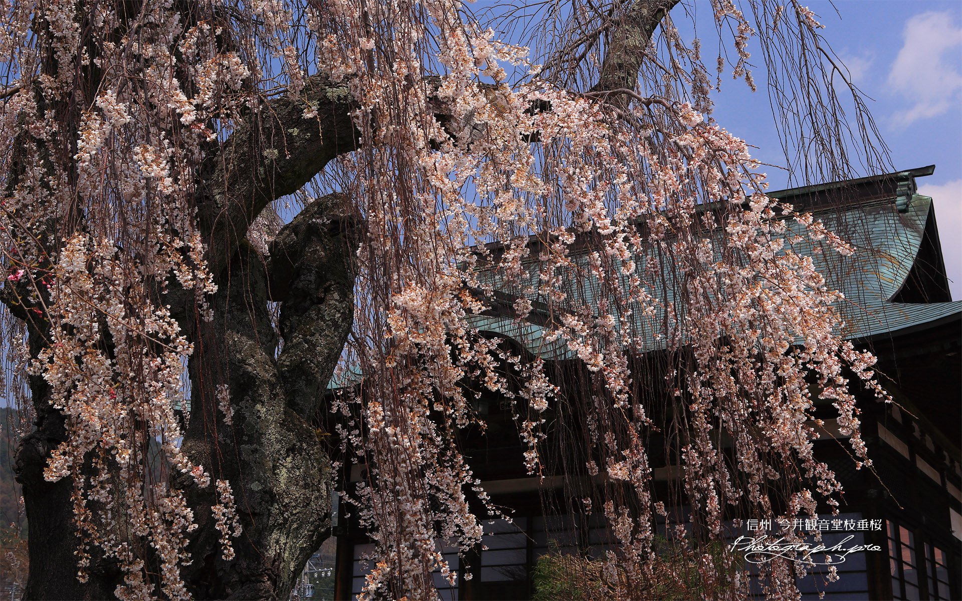 今井観音堂枝垂桜