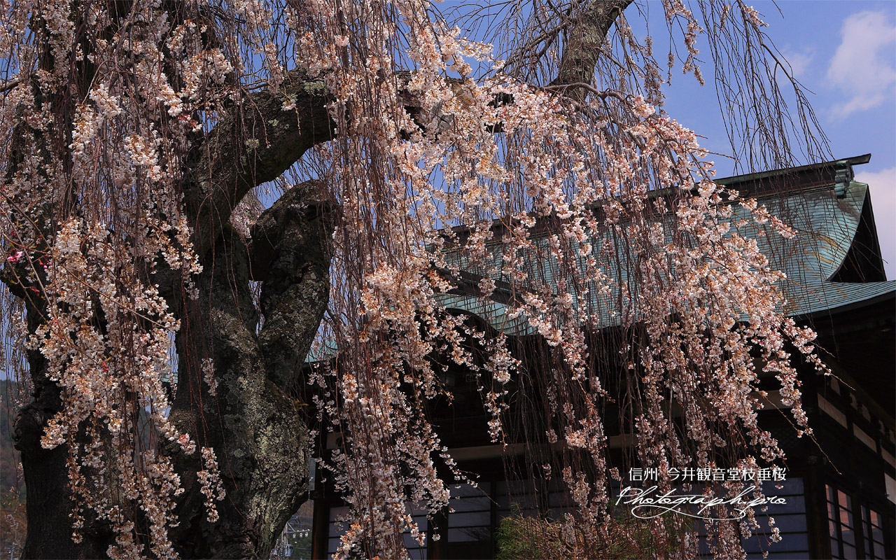 今井観音堂枝垂桜 壁紙