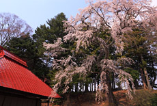 古御堂の枝垂桜