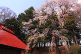 古御堂の枝垂桜