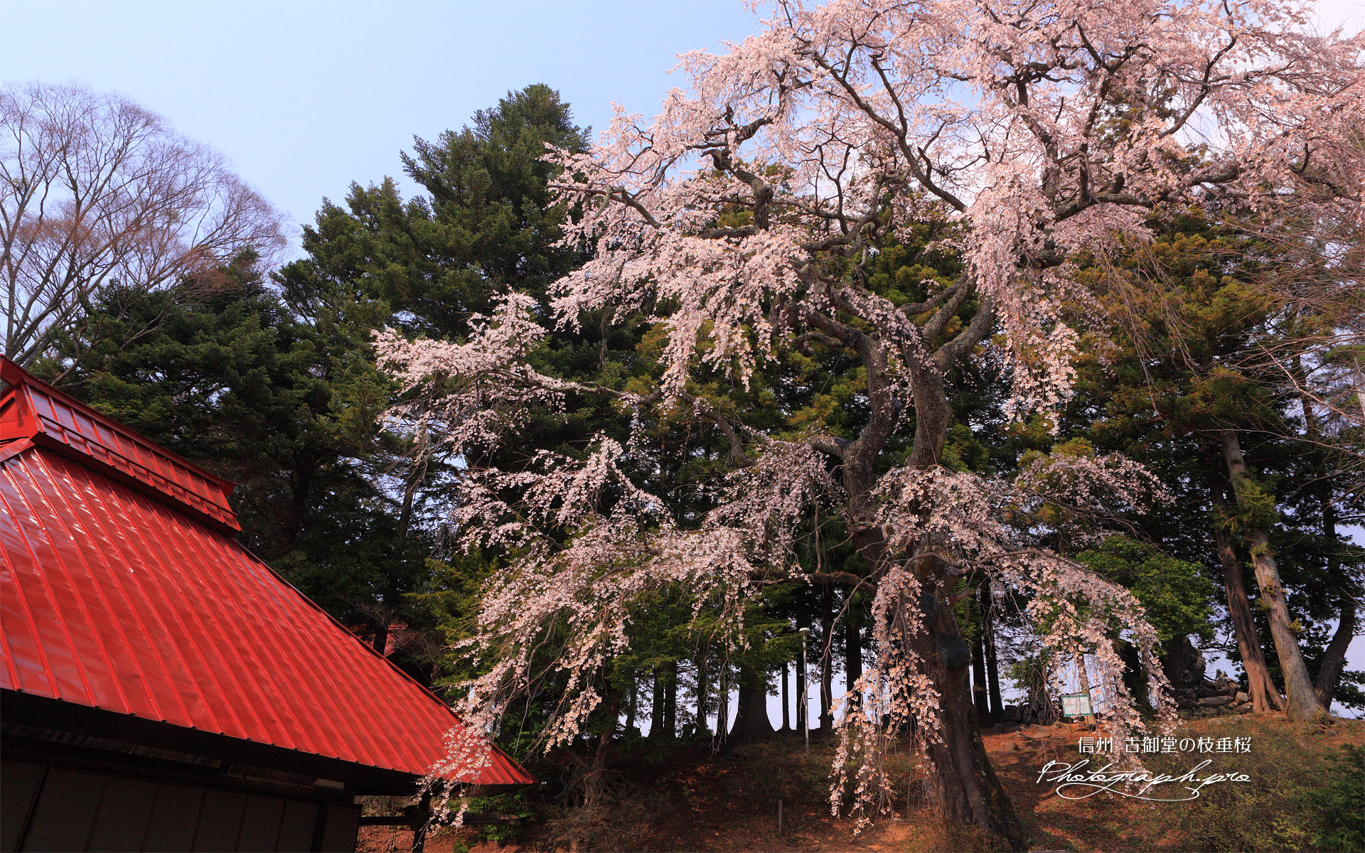 古御堂の枝垂桜
