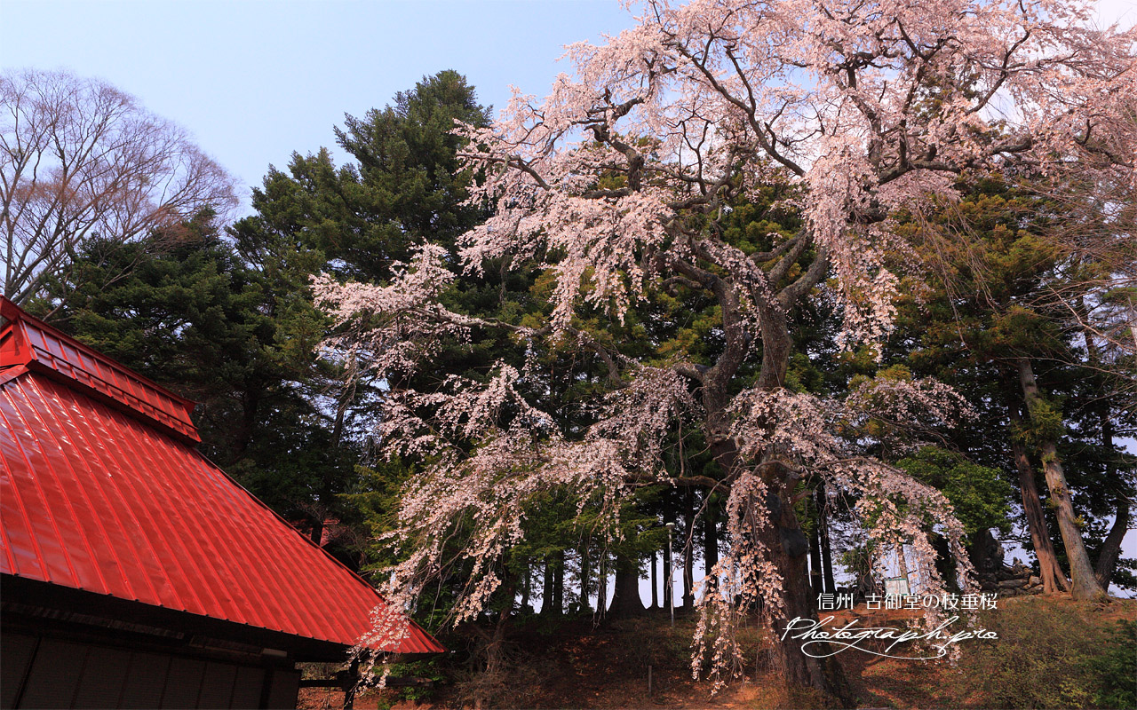 古御堂の枝垂桜 壁紙