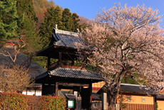 信定寺の桜