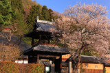 信定寺の桜