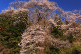 中山道和田宿のエドヒガン桜