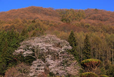 中山道宿場桜
