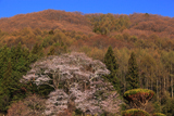 中山道宿場桜
