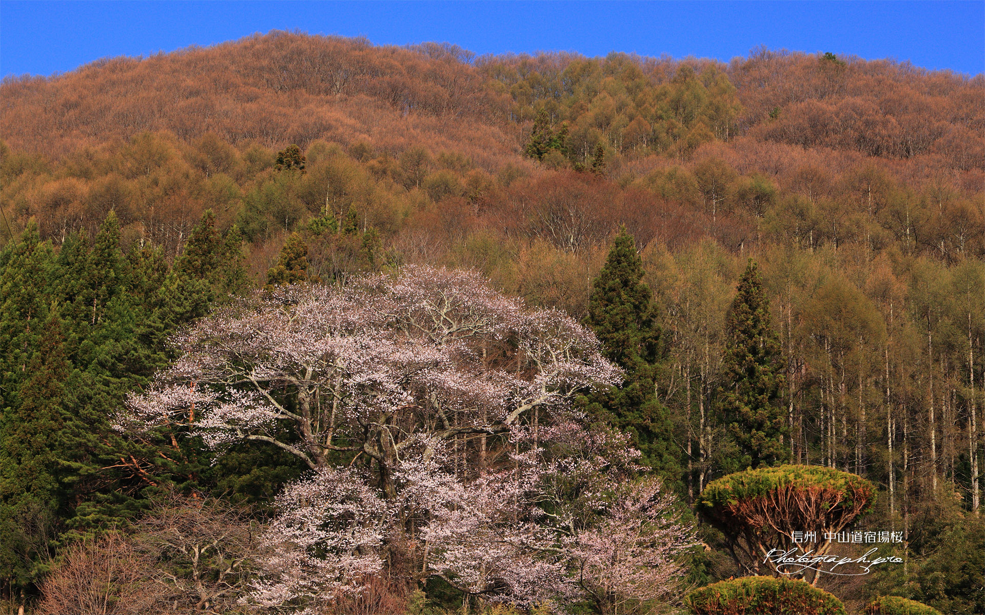 中山道宿場桜