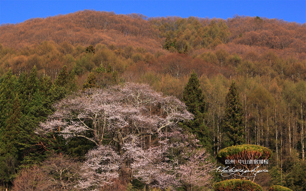 中山道宿場桜 壁紙