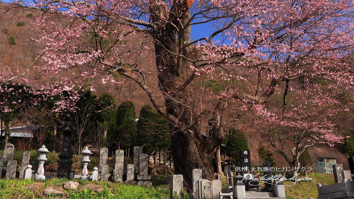 大布施のひがん桜 壁紙