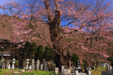 大布施のひがん桜