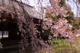 阿鳥川神社のシダレザクラ
