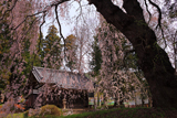 阿鳥川神社の枝垂れ桜