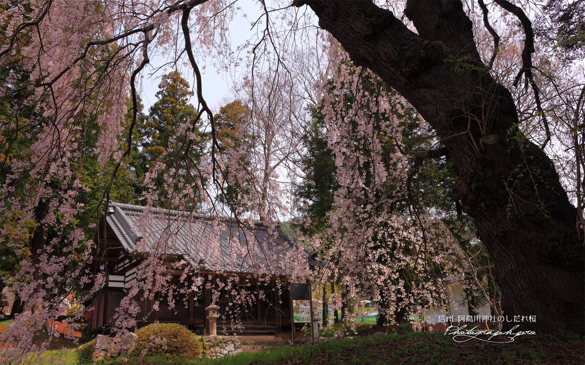 阿鳥川神社の枝垂れ桜