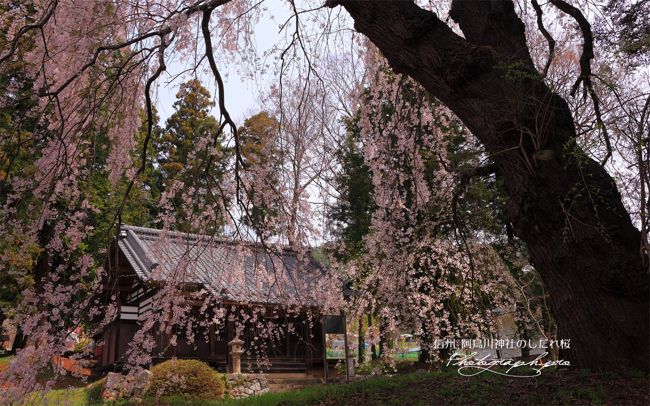 阿鳥川神社の枝垂れ桜 壁紙