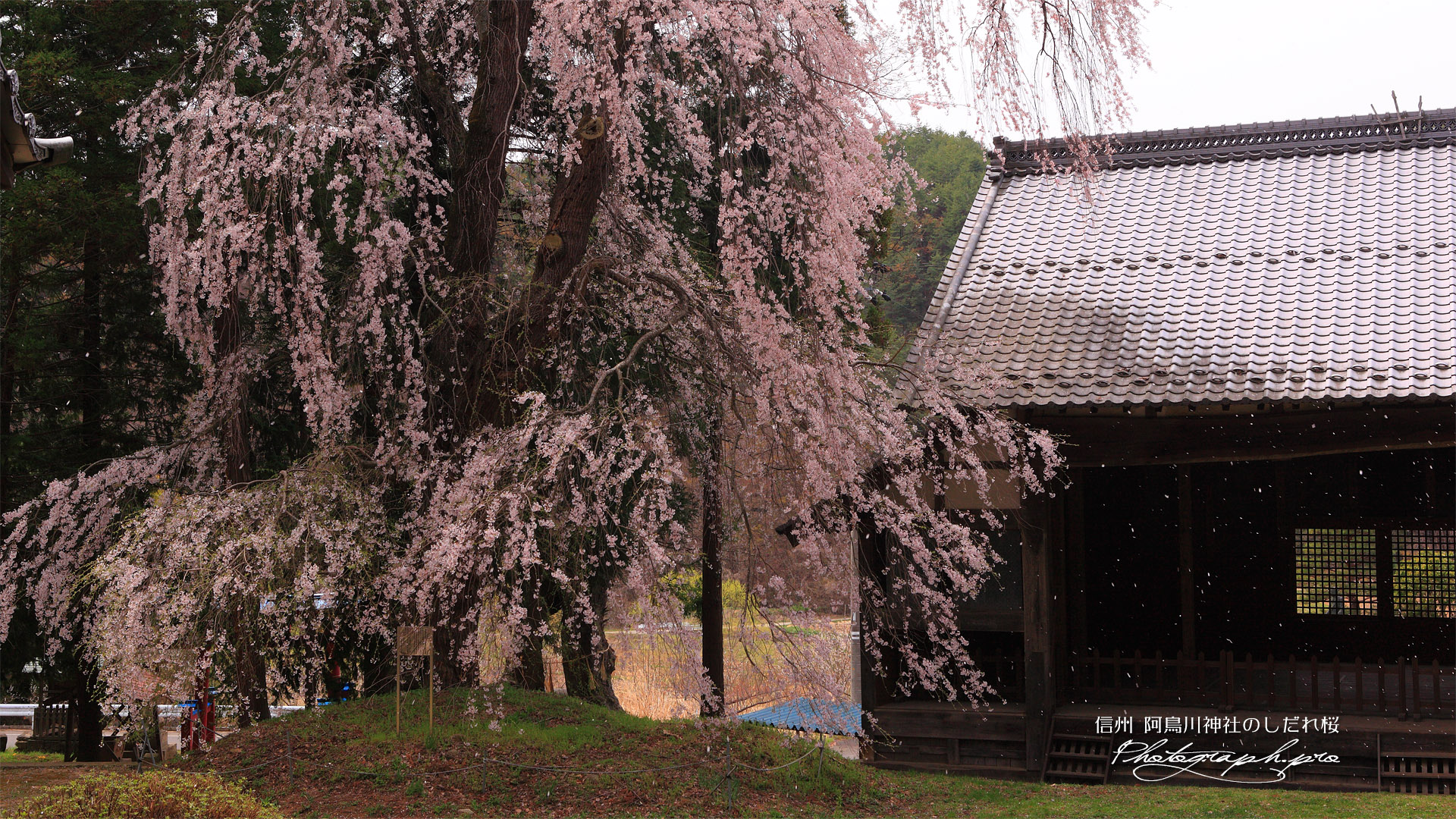 阿鳥川神社のしだれ桜
