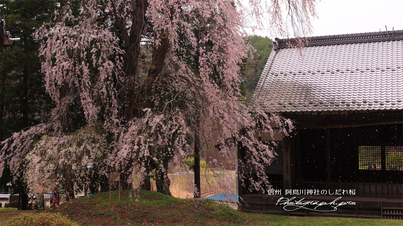 阿鳥川神社のしだれ桜 壁紙