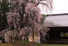 阿鳥川神社のしだれ桜