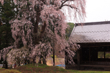 阿鳥川神社のしだれ桜
