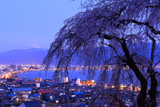高木の枝垂桜