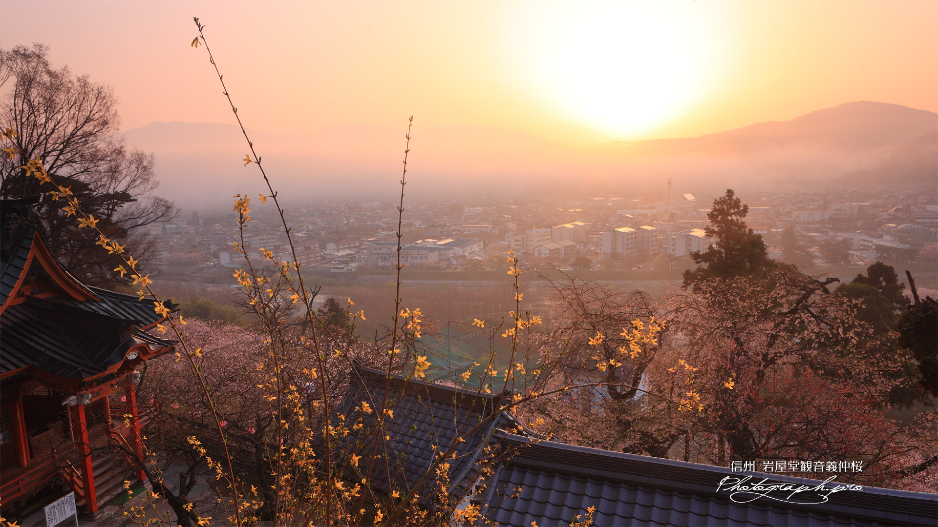 義仲桜