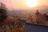義仲桜