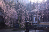 長谷寺しだれ桜
