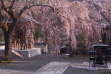 長谷寺しだれ桜