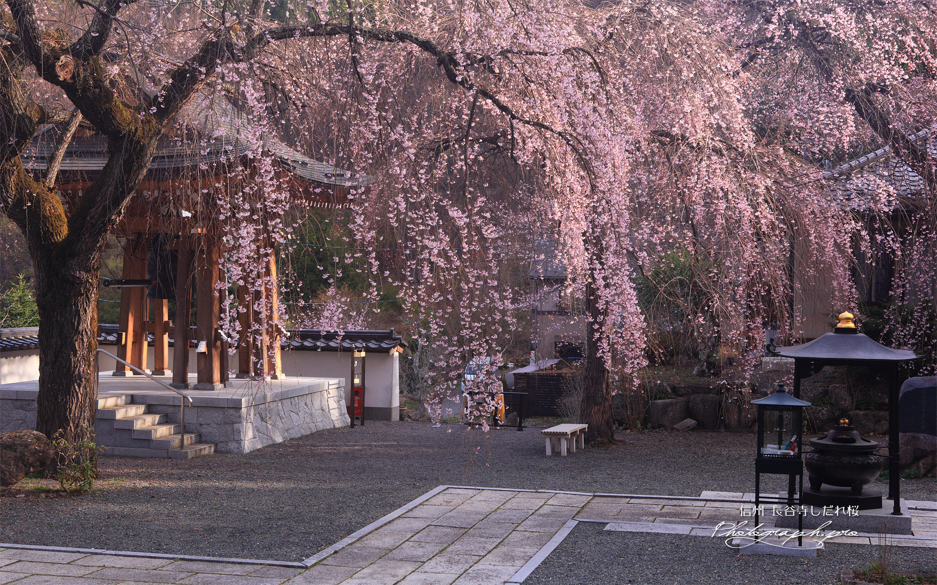 長谷寺しだれ桜