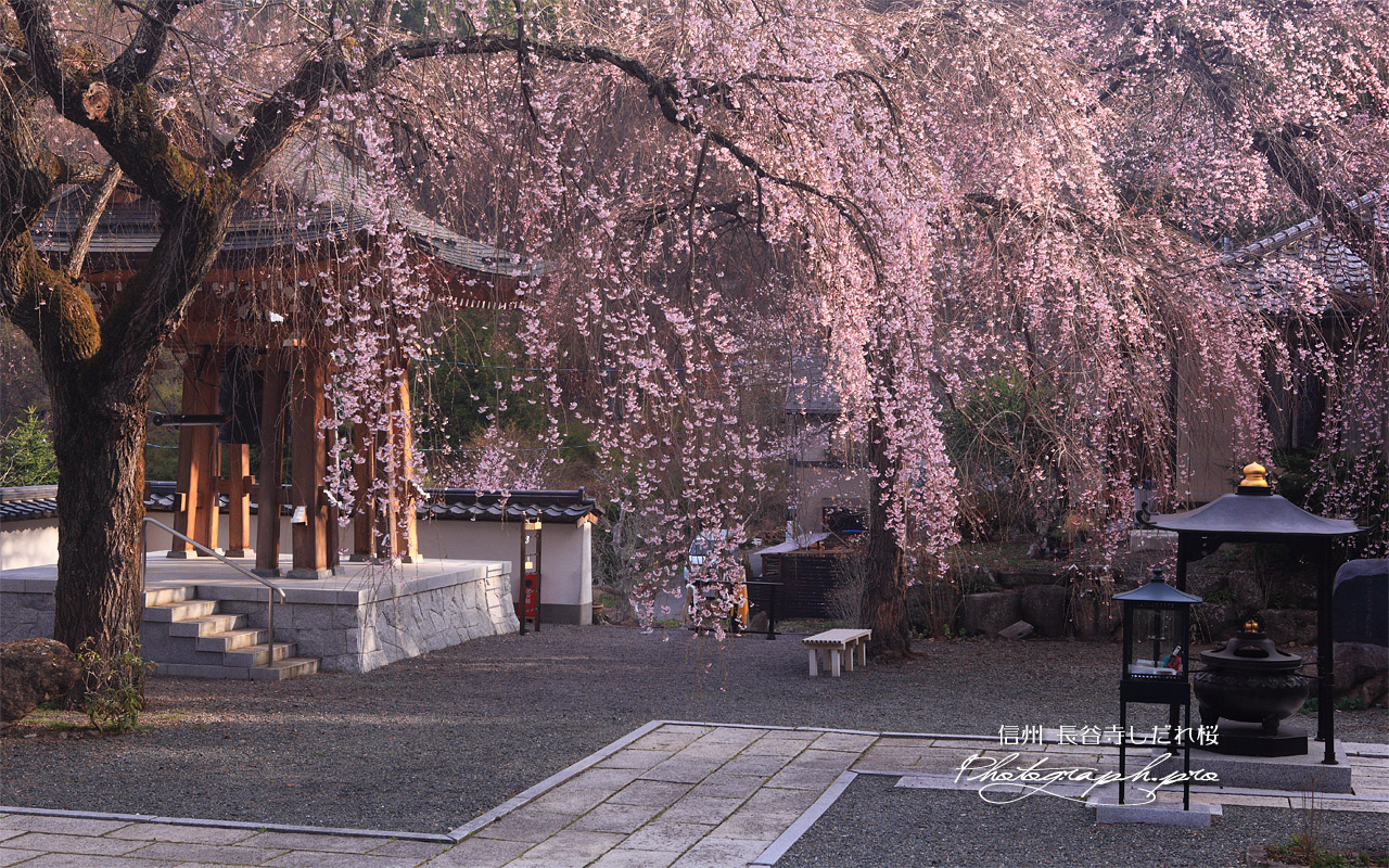 長谷寺しだれ桜 壁紙