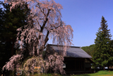 阿鳥川神社の枝垂桜