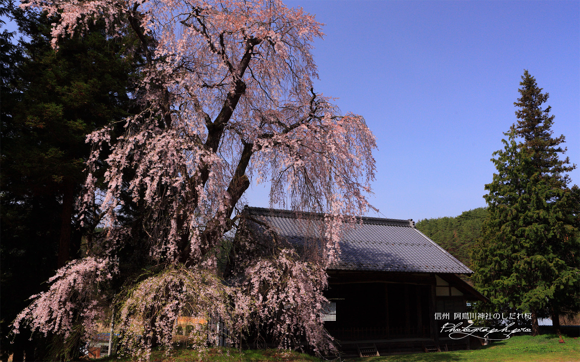 阿鳥川神社の枝垂桜