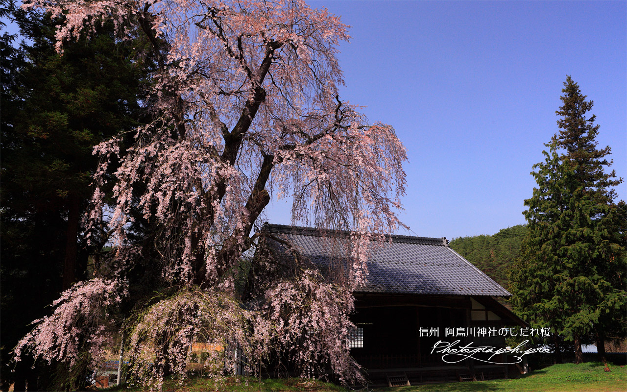 阿鳥川神社の枝垂桜 壁紙