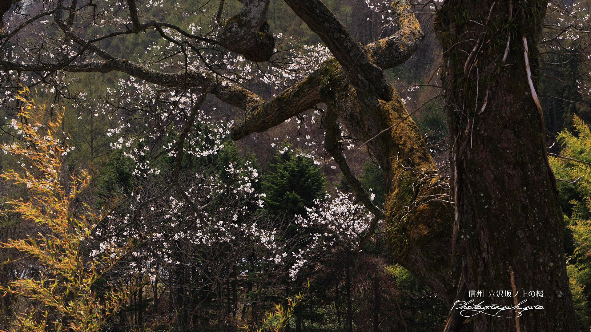穴沢坂ノ上の江戸彼岸桜