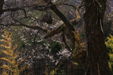 穴沢坂ノ上の江戸彼岸桜