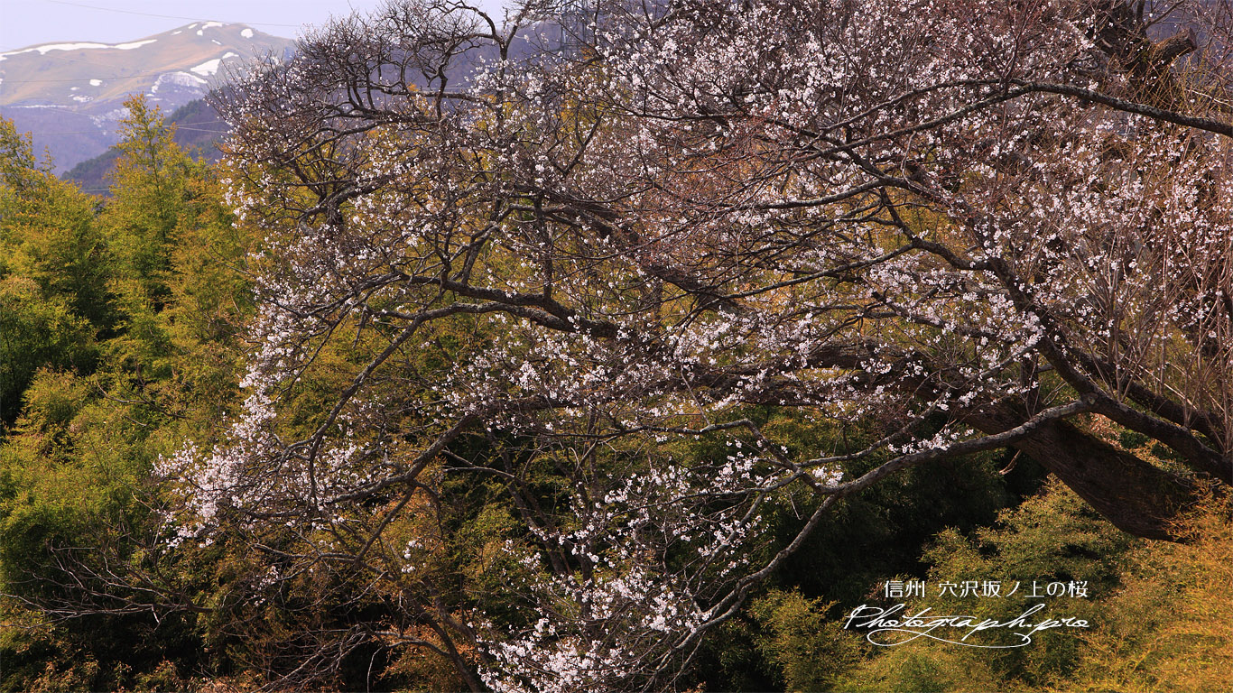 赤倉崖下の大桜 壁紙
