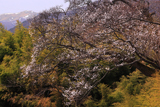 赤倉崖下の桜