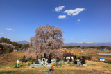 下菅沢の祖霊桜
