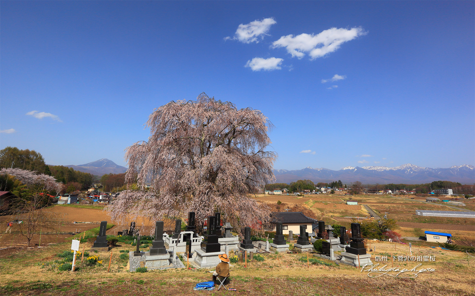 下菅沢の祖霊桜