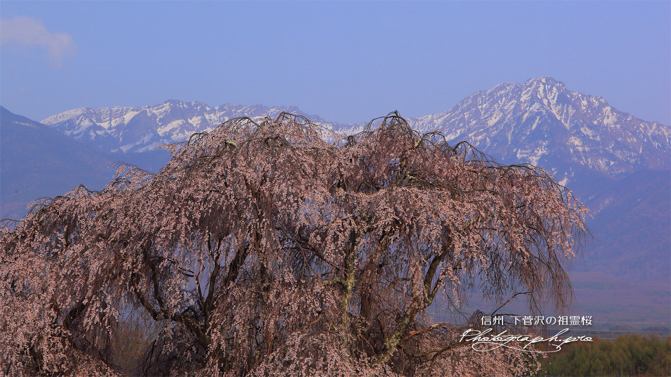下菅沢の祖霊桜 壁紙