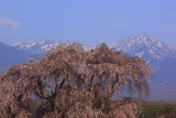下菅沢の祖霊桜