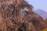 下菅沢の祖霊桜