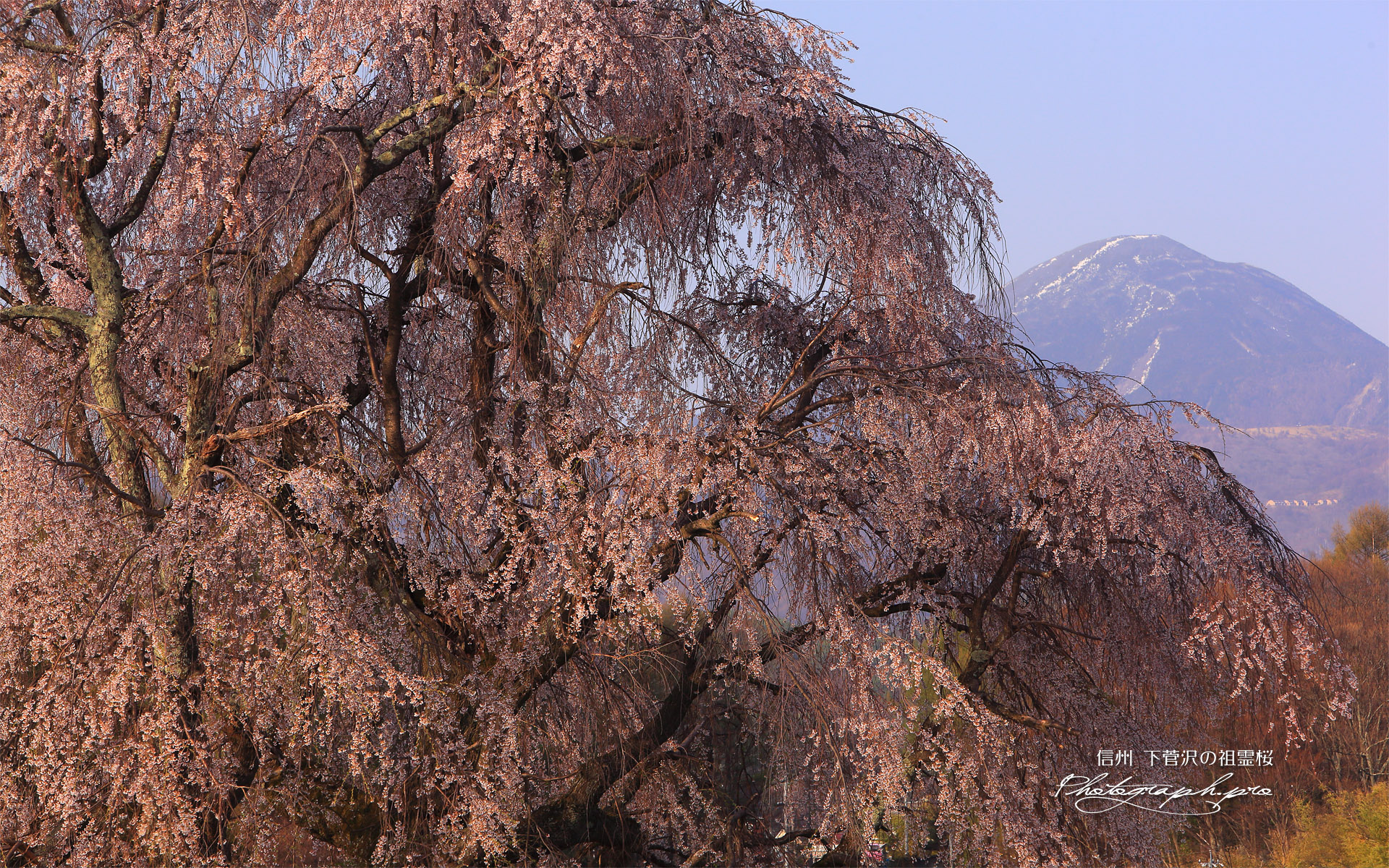 下菅沢の祖霊桜