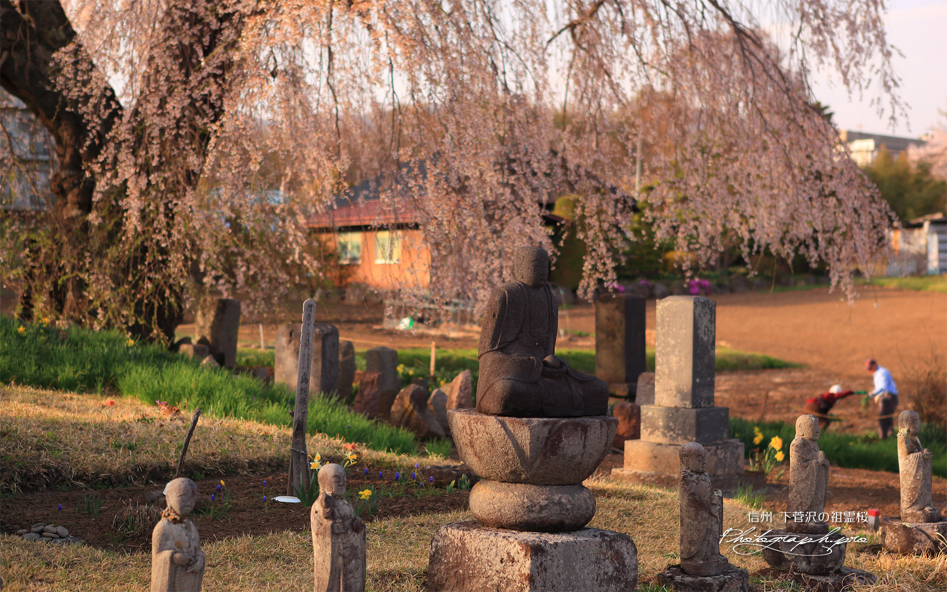 下菅沢の祖霊桜